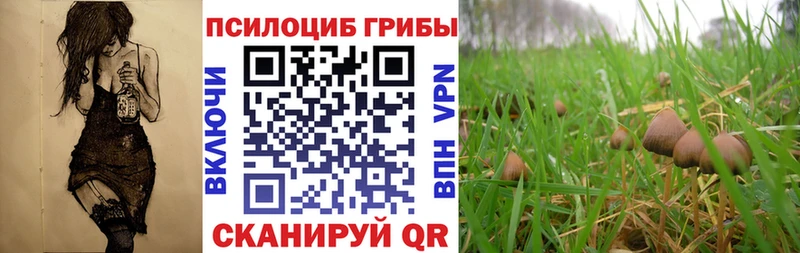 Галлюциногенные грибы Psilocybe Спас-Клепики